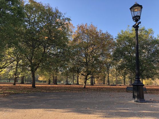A park full of tree, some of whose leaves are just turning brown. On the right is a tall metal lamp post, like the one in Narnia.