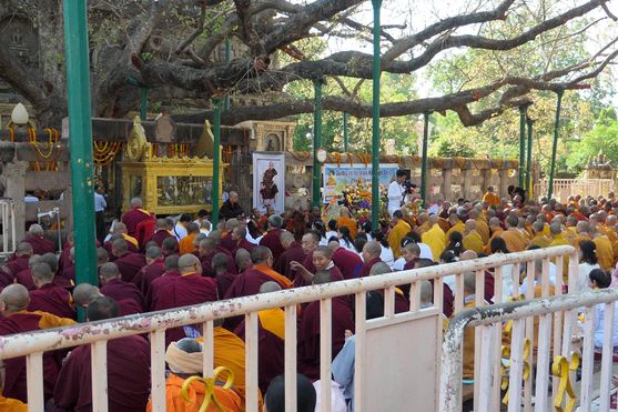 Several groups of monks, wearing robes of different colours are sitting  in rows by a stone fence. Behind the fence a massive tree grows; its branches extend over the monks' heads.