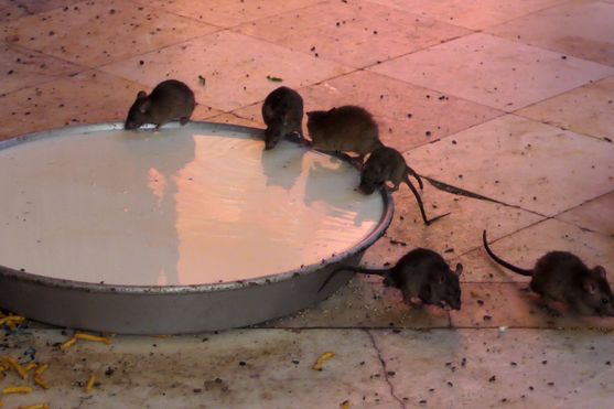 A big metal bowl of white liquid with three rats perched on the rim and three walking away. There are lots of small round objects scattered around