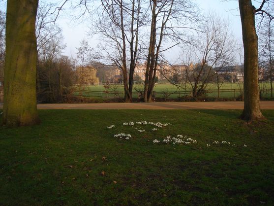 In the foreground, clumps of tiny white flowers beside a brown road. Behind them trees, and then grassy lawns, and then some brown brick buildings in the distance.